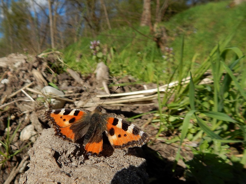 Aglais urticae !!!